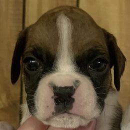 Girl 5 - Boxer puppy in Elyria, Ohio from Just-A-Wyn Boxers