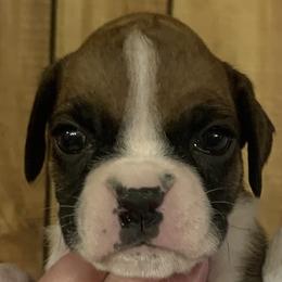 Girl 5 - Boxer puppy in Elyria, Ohio from Just-A-Wyn Boxers