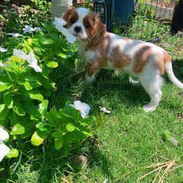 Cavalier King Charles Spaniel Puppies from Alohana Cavaliers