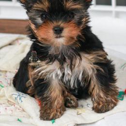 Yorkshire Terrier Puppies from Essence of Grace Yorkies