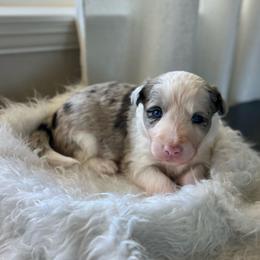 Shells - White and blue merle female Bordoodle puppy in Valley Center, California from Circle R Valley Bordoodls