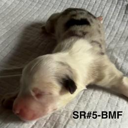 SR5 - Blue merle female Australian Shepherd puppy in Ada, Ohio from Windy Hill Aussies