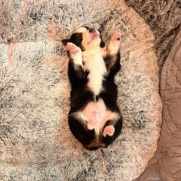 Clover - Black tri male Miniature Australian Shepherd puppy in Harpers Ferry, West Virginia from Carter's Cuties