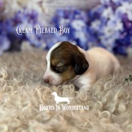 Chocolate Cream Piebald lots of white - Cream male Dachshund puppy in Rainier, Oregon from Doxies in Wonderland