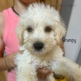 Grumpy - White male Schnoodle puppy in Sedalia, Missouri from Farmer Brown's Puppies
