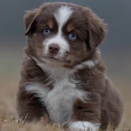 Herb - Red tri male Toy Australian Shepherd puppy in Hartman, Arkansas from Southern Edition Aussies