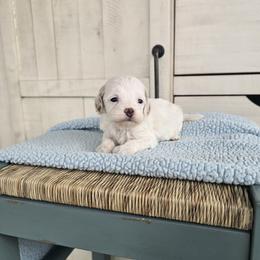 Emily - Parti female Goldendoodle puppy in Floyd, Virginia from Hearts and Paws Poodles and Doodles
