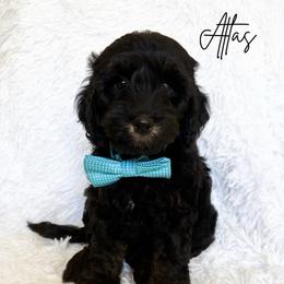 Atlas - Black male Australian Labradoodle puppy in Oregon from Forever Loyal Labradoodles