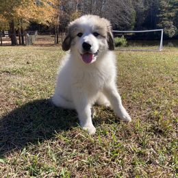 Great Pyrenees Puppies from Sweet Land of Liberty