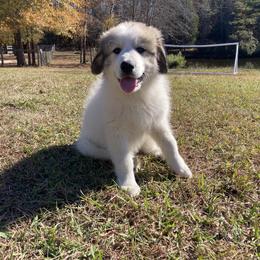 Great Pyrenees Puppies from Sweet Land of Liberty