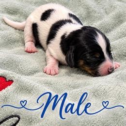 Boy 2 - Piebald male Dachshund puppy in Russellville, Arkansas from Lilly's Long Dogs