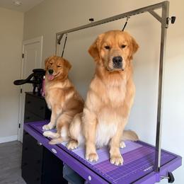 Golden Retriever puppies from Star Raised Goldens