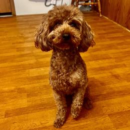 Winnie - Poodle