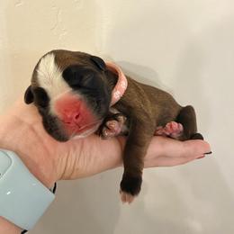 Pink - Fawn female Boxer puppy in West Haven, Utah from Shalyce's Boxers