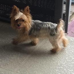 Apollo - Yorkshire Terrier