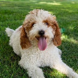 Poppy - Goldendoodle