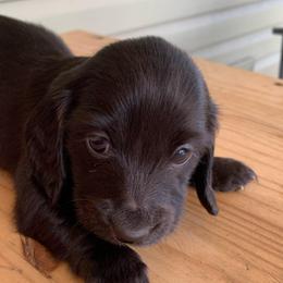 Girl 1 - Black female Dachshund puppy in Vinton, Iowa from Lerch Family Dachshunds