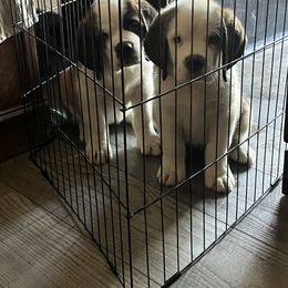 Saint Bernard Puppies from Misstree’s St. Bernards