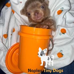 Gumdrop - Silver male Chihuahua puppy in Naples, Florida from Naples Tiny Dogs