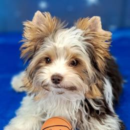 Koby - Chocolate, tan and white male Yorkshire Terrier puppy in Albany, Minnesota from Sandy's Yorkshire Terriers