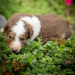 Hazel - Red tri-color female Aussiedoodle puppy in Grants Pass, Oregon from Woodwind Miniatures