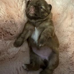 Stephanie mint - Chocolate female Shih Tzu puppy in Augusta, Maine from Zulas Shih Tzu of Maine