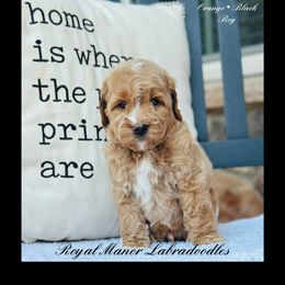 Boy 3 - Apricot male Australian Labradoodle puppy in Florence, New Jersey from Royal Manor Labradoodles