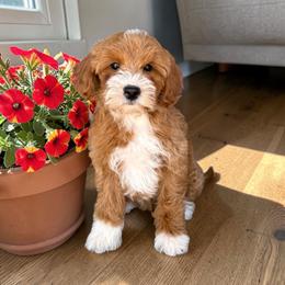 Aurora ( Guardian opportunity) - Red  female Goldendoodle puppy in Tucson, Arizona from Adored Poodle & Doodles