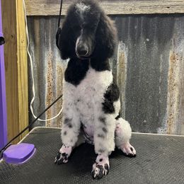 Girl 3 - Parti Poodle puppy in New Braunfels, Texas from Angelic Goldens