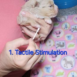 Toy Australian Shepherd Puppies from Reflections of Star Crest Kennel