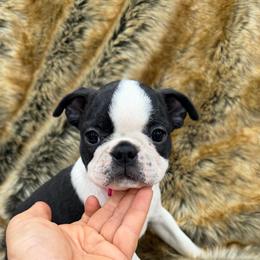 Girl 2 - Black brindle and white female Boston Terrier puppy in Redlands, California from Off The Hook Boston Buddies