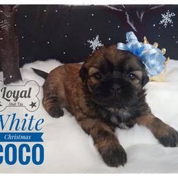 Shih Tzu Puppies from Loyal Shih Tzu