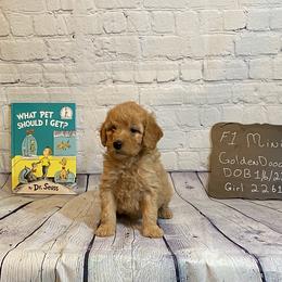 Goldendoodle and Poodle Puppies from Partridge Doodles and Poodles