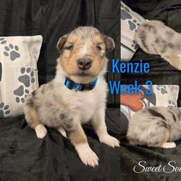 Kenzie - Blue merle female Collie puppy in Kingsport, Tennessee from Sweet Southern Collies