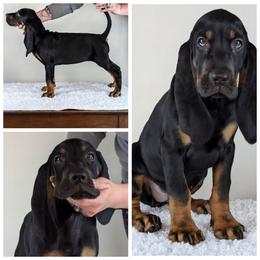 Black and Tan Coonhound Puppies from Jackman Kennels