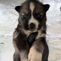 Girl 2 - Agouti and white female Siberian Husky puppy in Uhland, Texas from Siberian Huskies