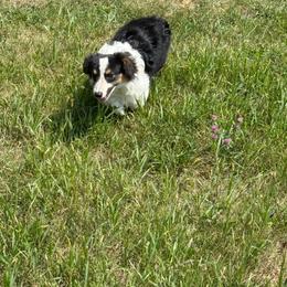 Glacier - Black and white male American Corgi puppy in Heyworth, Illinois from Schumaker Corgis