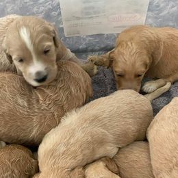 Goldendoodles from Maggies Goldendoodles of Louisiana