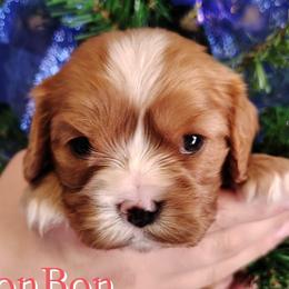 BonBon - Ruby female Cavalier King Charles Spaniel puppy in Rockville, Maryland from Skais the Limit Cavaliers