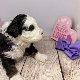 Girl 1 - Tri-color female Bernedoodle puppy in Wytheville, Virginia from Pine Brook Pups