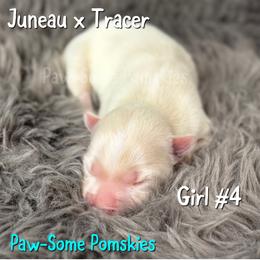 Girl 4 - White female Pomsky puppy in Krum, Texas from Paw-Some Pomskies