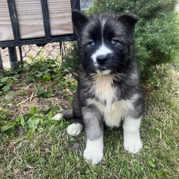 Pomsky and Siberian Husky Puppies from Osiris’s Siberians & Pomskies