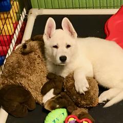 Berger Blanc Suisse Puppies from Moro Shepherds