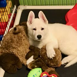 Berger Blanc Suisse Puppies from Moro Shepherds