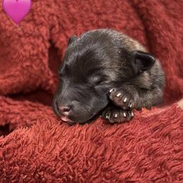 Pink - Fawn sable female Belgian Malinois puppy in Boise, Idaho from Wings of Freedom Retrievers and Malinois