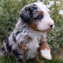 Willow - Merle female Bernedoodle puppy in Payson, Utah from Little Diamond Doodles