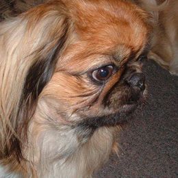 Pekingese from A&J Ranch