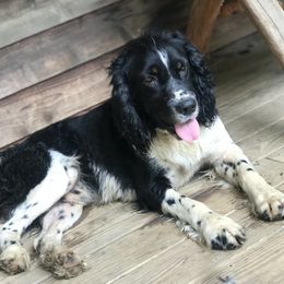 Paco - English Springer Spaniel
