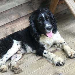 Paco - English Springer Spaniel