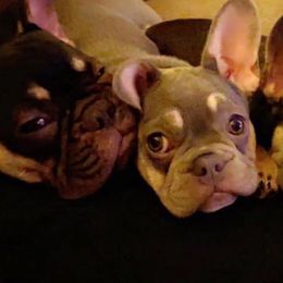 French Bulldog Puppies from Central Ohio Frenchies